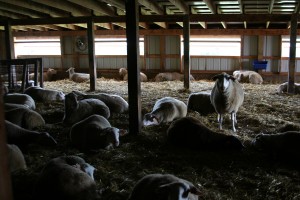 sheep-indoor