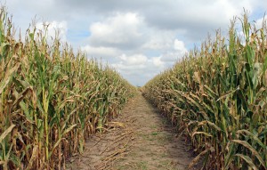 cornfield